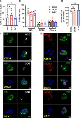 Utilization of commercial collagens for preparing well-differentiated human beta cells for confocal microscopy
